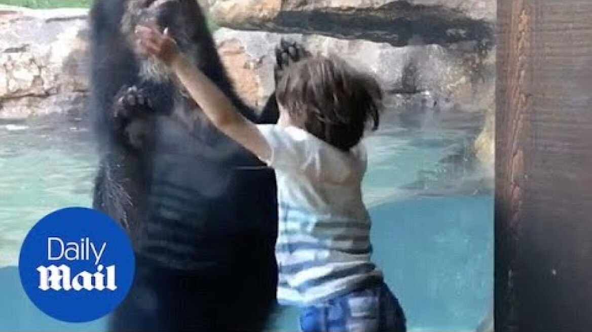 Bear imitates 5-year-old boy jumping - Daily Mail