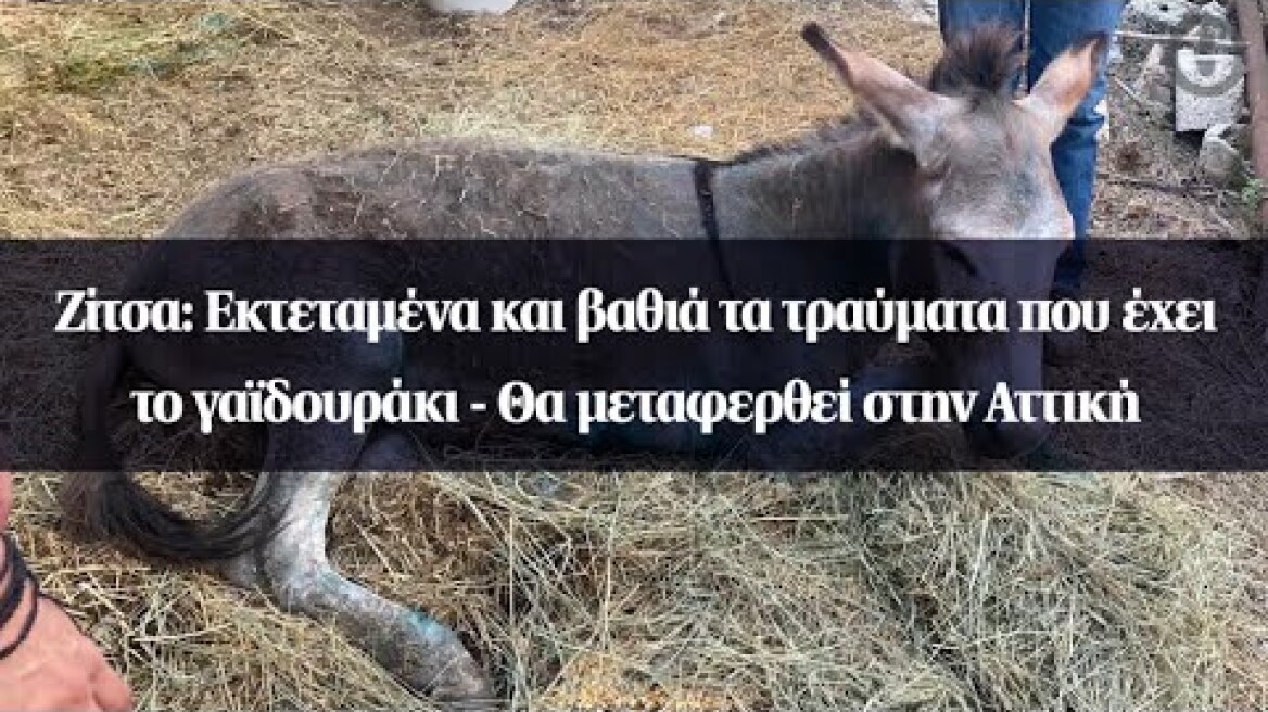 Ζίτσα: Εκτεταμένα και βαθιά τα τραύματα που έχει το γαϊδουράκι - Θα μεταφερθεί στην Αττική