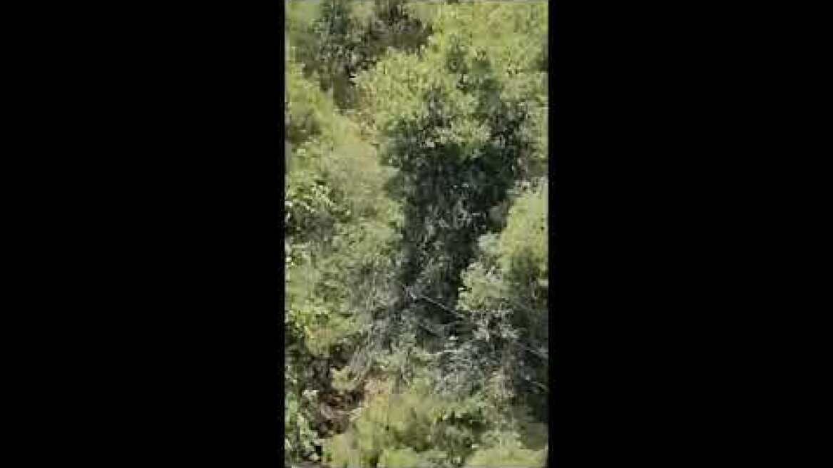 Φωτιά σε δασική έκταση στο Δάσος Χαϊδαρίου