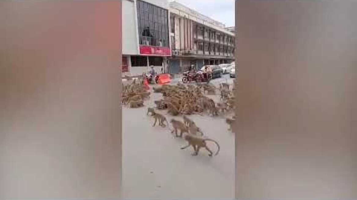 Huge Gang Of Rival Wild Monkeys Fight And Blocks Road In Front Of Shocked Drivers