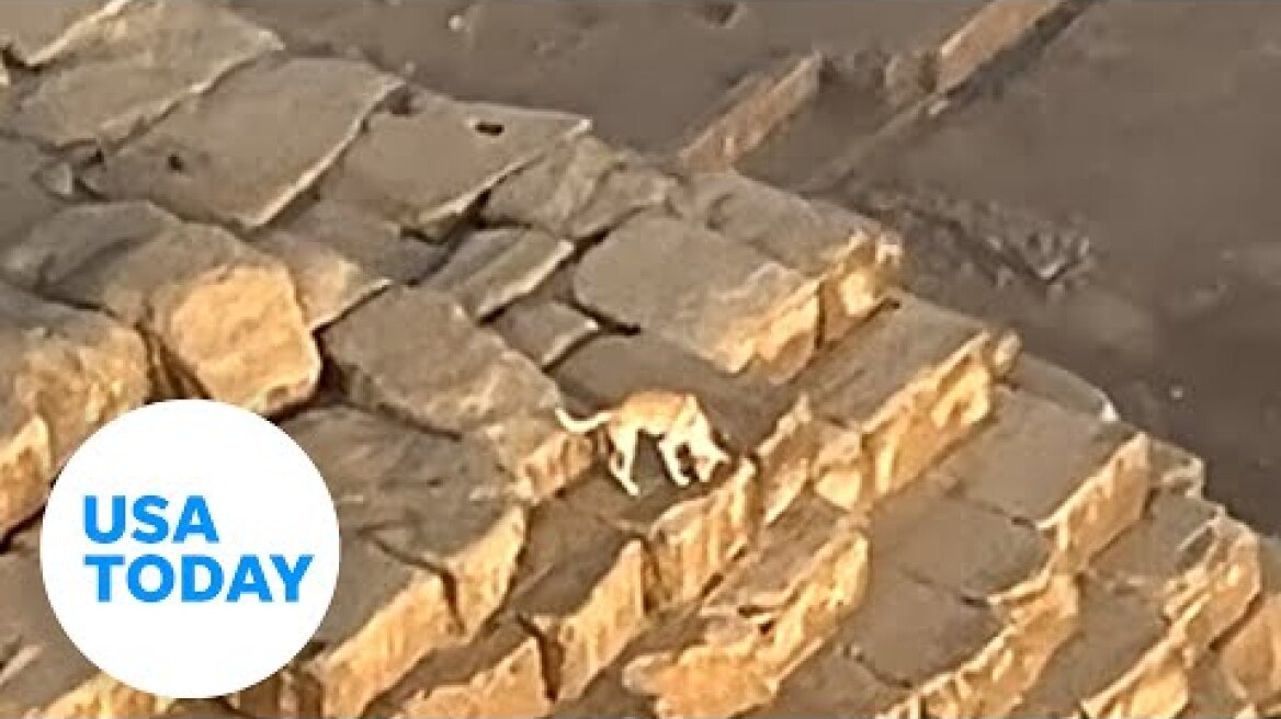 Paraglider films dog that climbed to top of Great Pyramid of Giza | USA TODAY