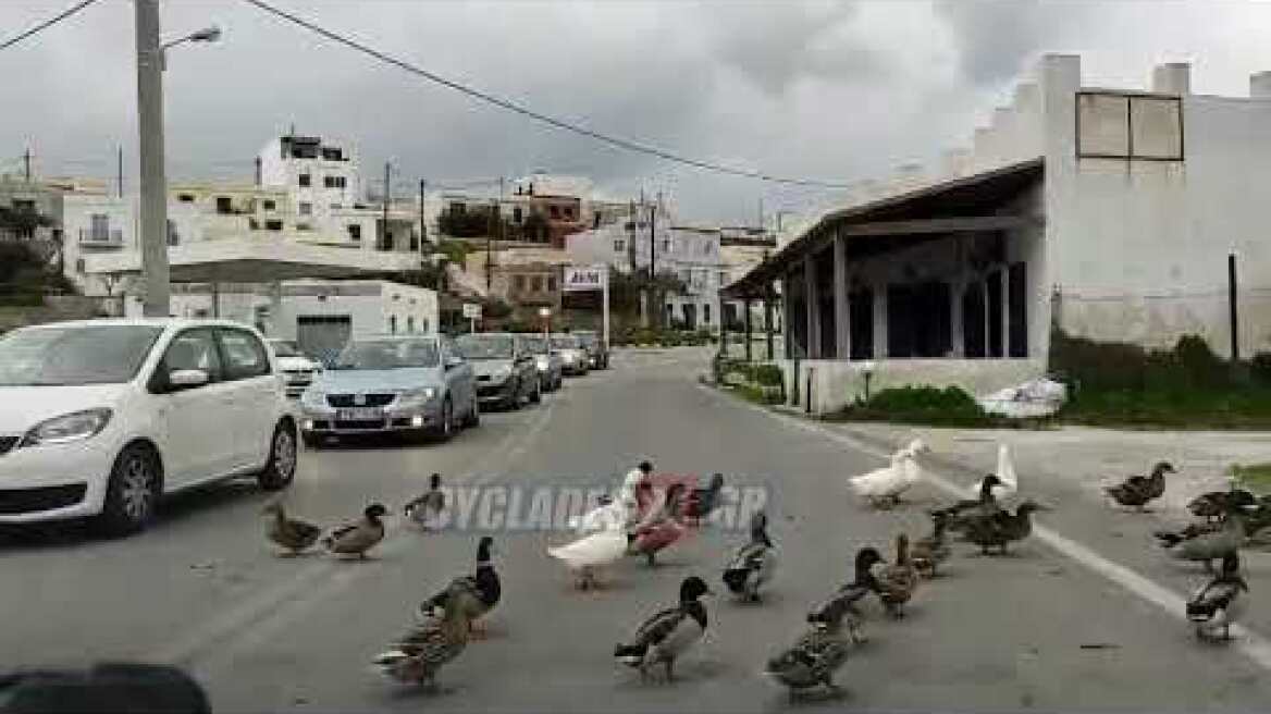 Πάπιες πήραν τους δρόμους στη Σύρο!