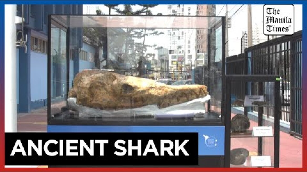 Paleontologists unveil 9-million-year-old shark fossil in Peru