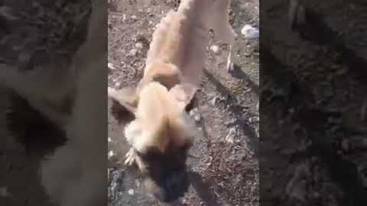 Boxer σε άθλια κατάσταση στη Ζαχάρω Ηλείας