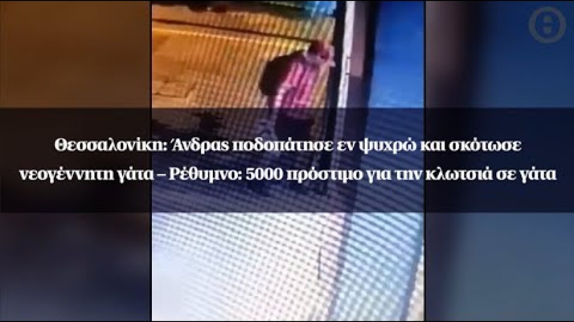 Θεσσαλονίκη: Άνδρας ποδοπάτησε εν ψυχρώ και σκότωσε νεογέννητη γάτα