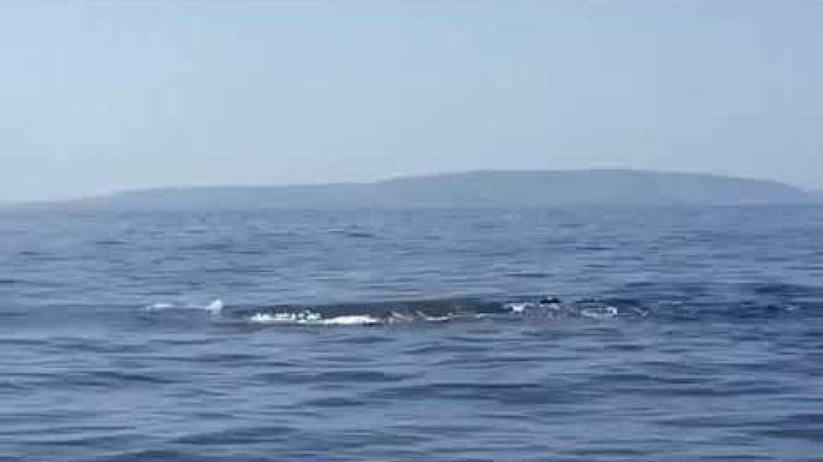 whale Greece Crete Sfakia