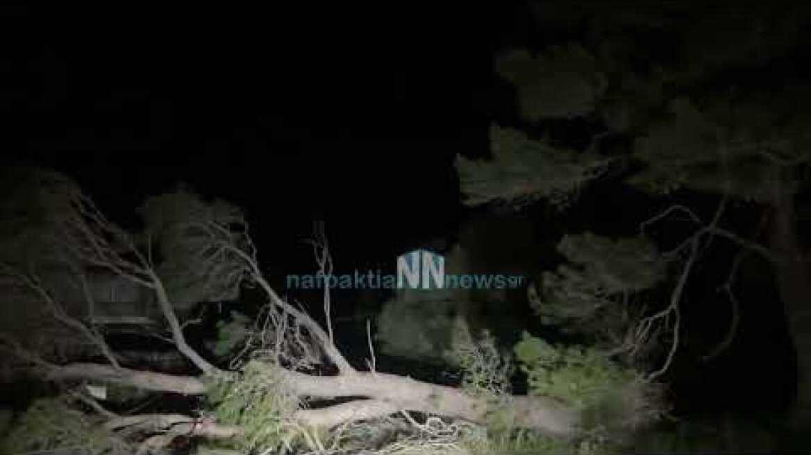 Τεράστιο πεύκο ξεριζώθηκε στη Γαβρολίμνη Ναυπακτίας 