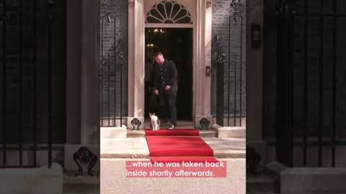 Boos as Larry the Cat is Removed From Downing Street Red Carpet