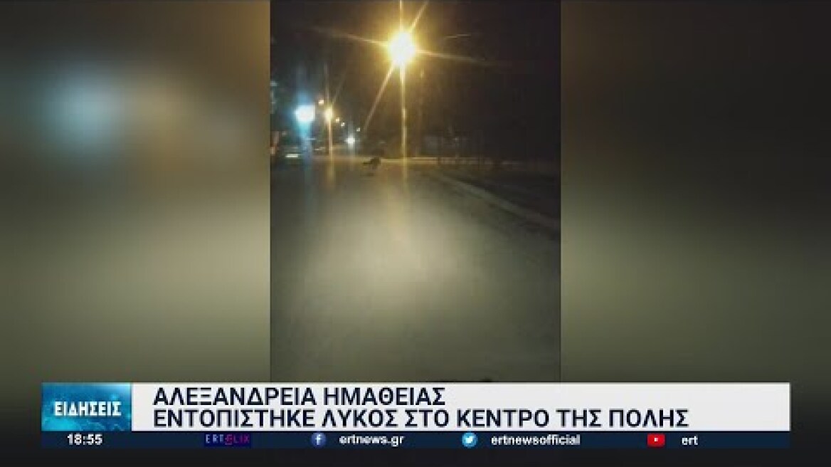 Αλεξάνδρεια Ημαθίας: Λύκος περιφέρεται στο κέντρο της πόλης | 19/10/2022 | ΕΡΤ