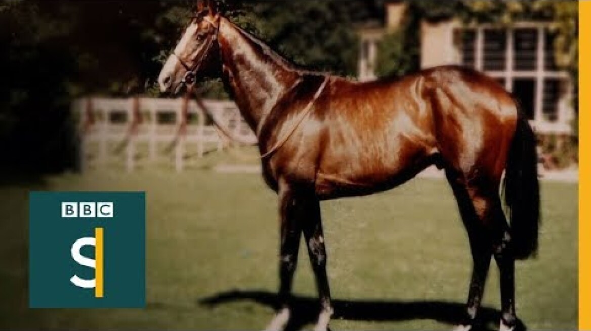 Shergar: The Mystery Of A £10m Horse - BBC Stories