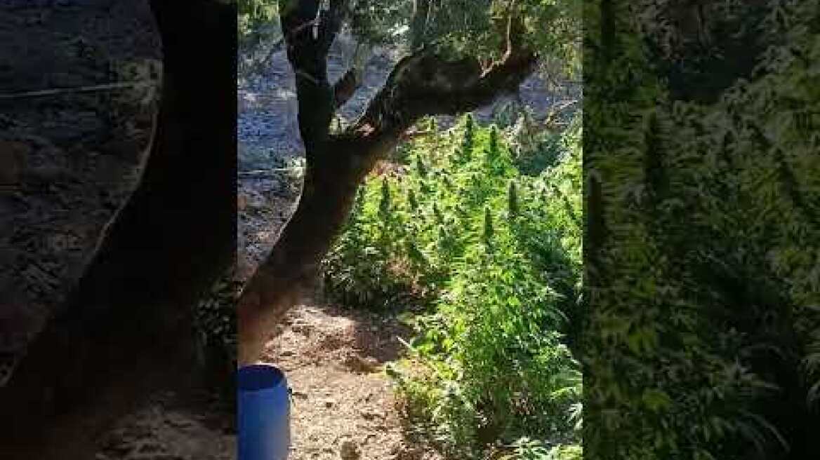 Εντοπίσθηκε φυτεία δενδρυλλίων κάνναβης με 227 δενδρύλλια στο Ηράκλειο