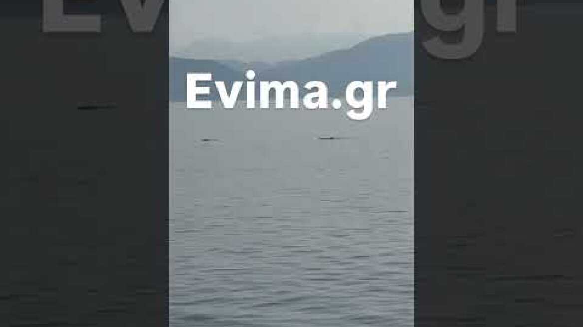 Κοπάδι δελφινιών στα Λουτρα Αιδηψού