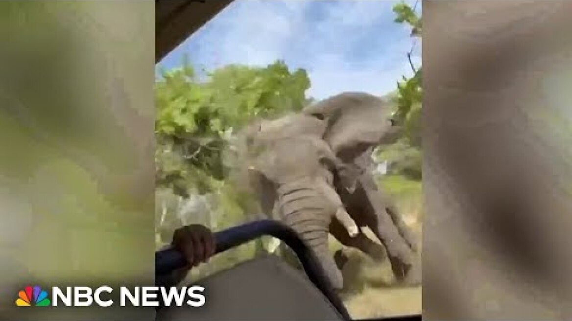 Watch: Terrifying moment elephant charges tourists on Zambia safari