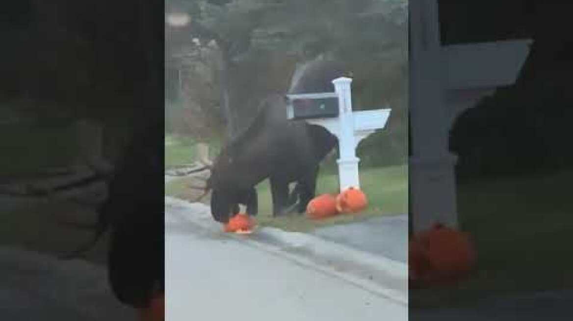 Η άλκη έκανε μια χαψιά τις κολοκύθες που βρήκε στο δρόμο