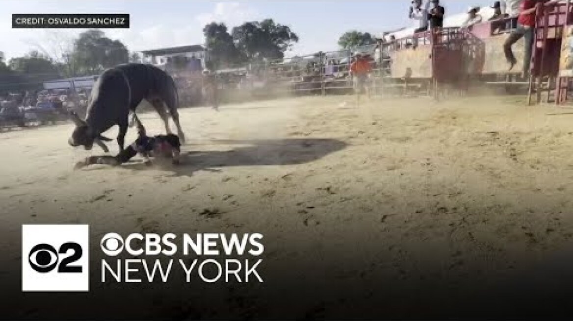 Bull rider hospitalized after being thrown and then stomped at rodeo in the Bronx