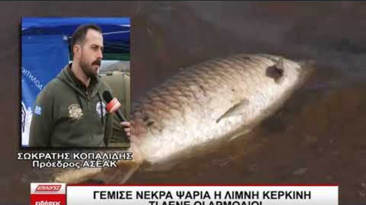 Γέμισε νεκρά ψάρια η λίμνη Κερκίνη -  Τι λένε οι αρμόδιοι