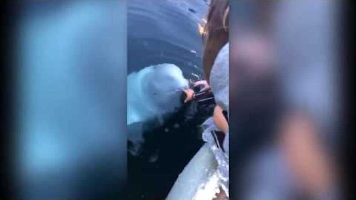 The russian "spy" whale brings a dropped phone back up to the surface.