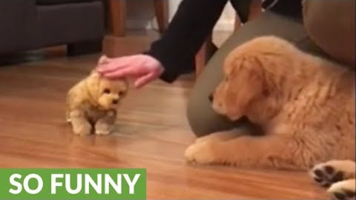 Το σκυλί ζηλεύει φουλ το παιχνίδι