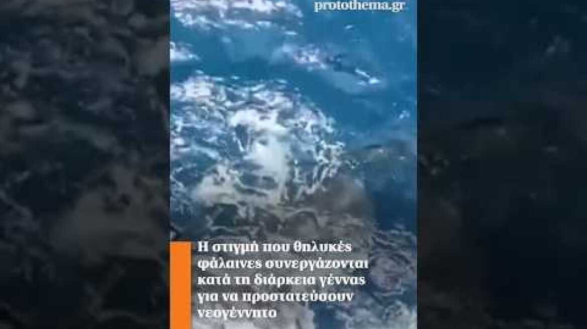 Η στιγμή που θηλυκές φάλαινες συνεργάζονται κατά τη διάρκεια γέννας για να προστατεύσουν νεογέννητο