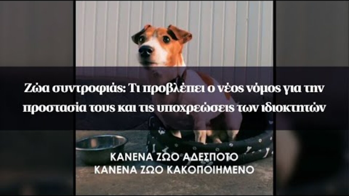 Ζώα συντροφιάς: Τι προβλέπει ο νέος νόμος για την προστασία τους και τις υποχρεώσεις των ιδιοκτητών