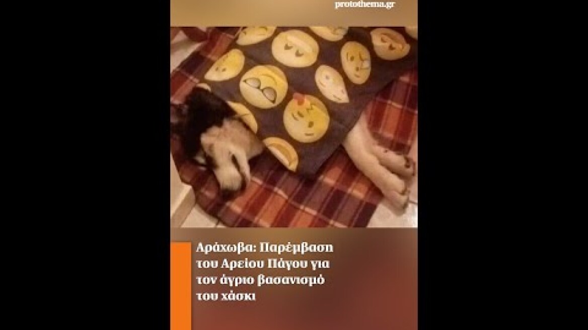 Αράχωβα: Παρέμβαση του Αρείου Πάγου για τον άγριο βασανισμό του χάσκι