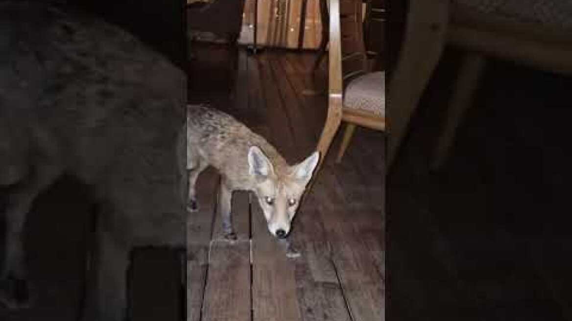 Αλεπού σε ξενοδοχείο των νοτίων προαστίων