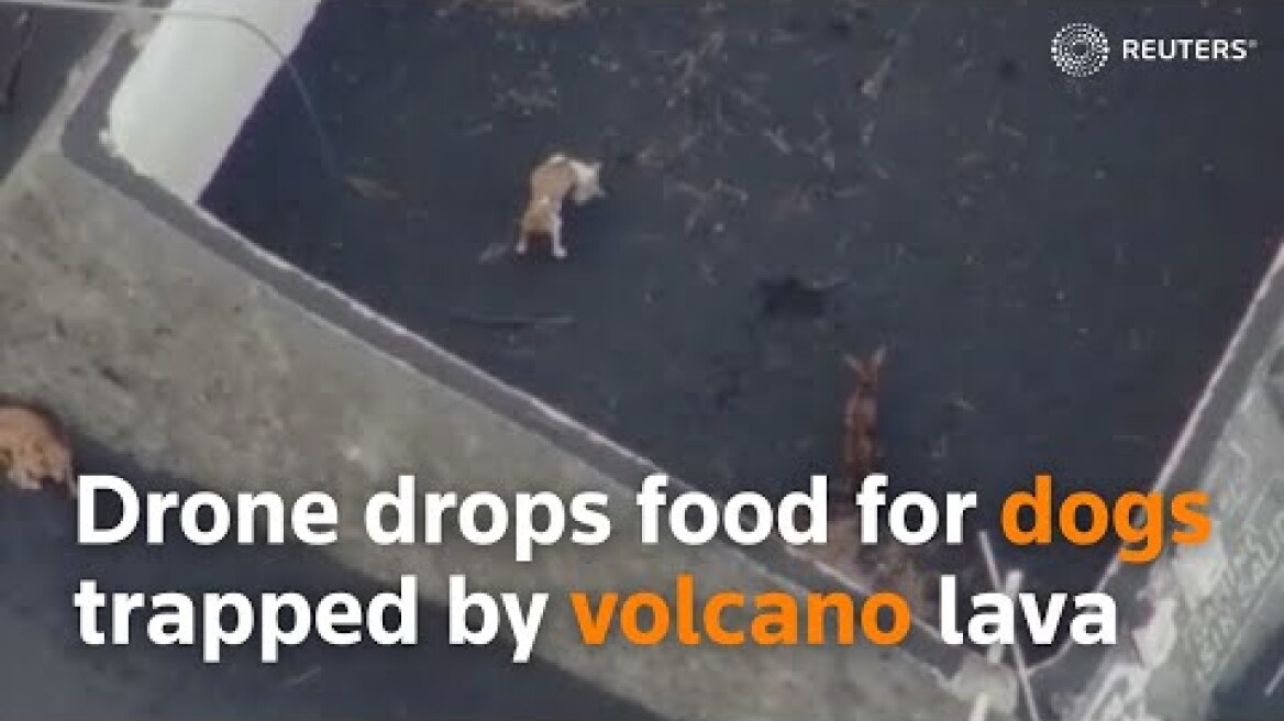 Drone πετούν φαγητό σε εγκλωβισμένα σκυλάκια στη La Palma 