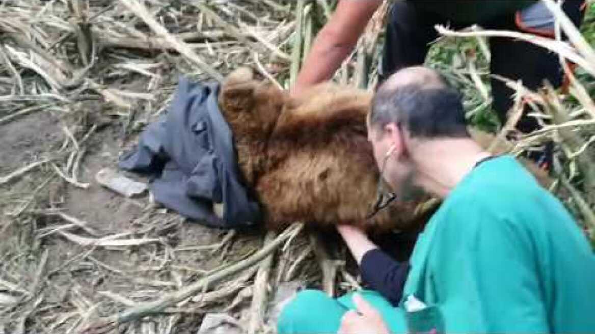 Επιχείρηση απεγκλωβισμού αρκούδας από παγίδα, Ροδίτης Σερβίων