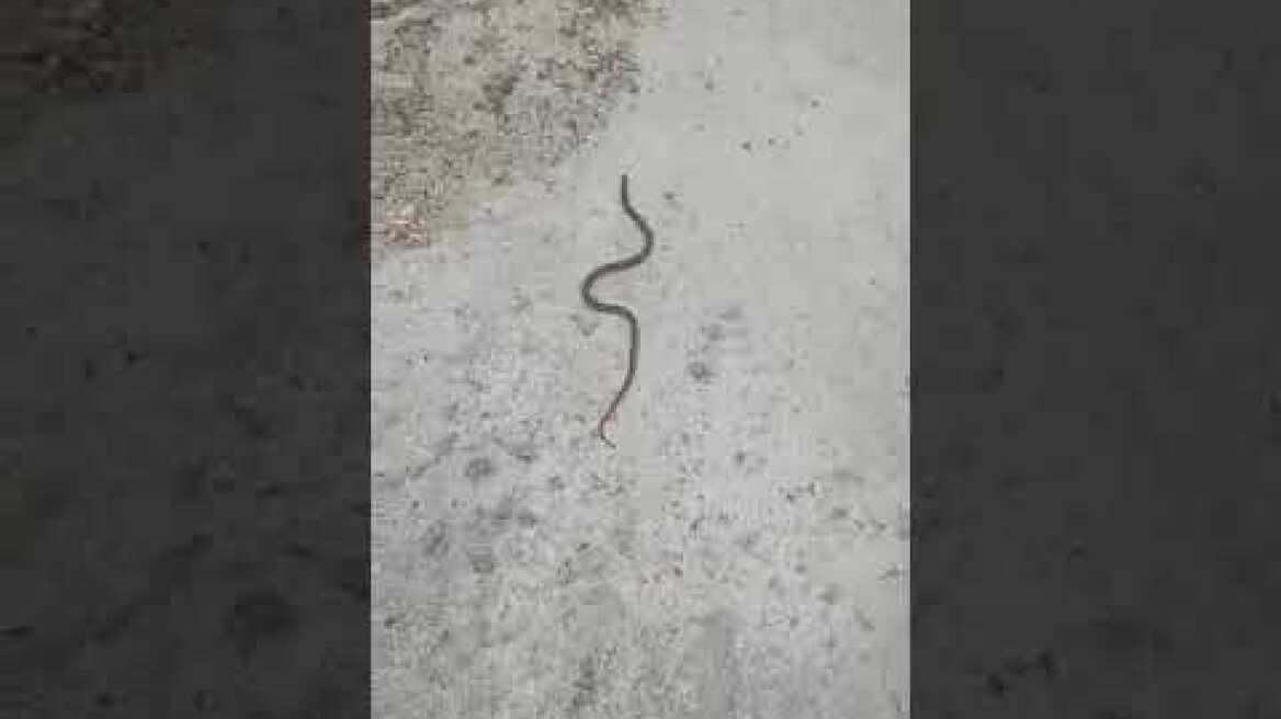 ΦΙΔΙ ΣΤΟΝ ΒΑΘΥΛΑΚΚΟ-ΑΠΕΛΕΥΘΕΡΩΣΗ ΣΤΗ ΦΥΣΗ