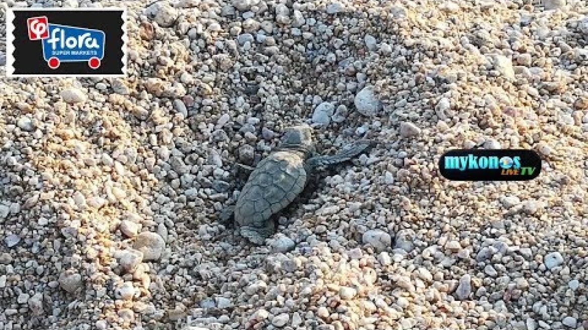 ΔΕΚΑΔΕΣ ΜΙΚΡΑ ΧΕΛΩΝΑΚΙΑ CARETTA CARETTA ΣΤΟ ΑΓΡΑΡΙ ΤΗΣ ΜΥΚΟΝΟΥ