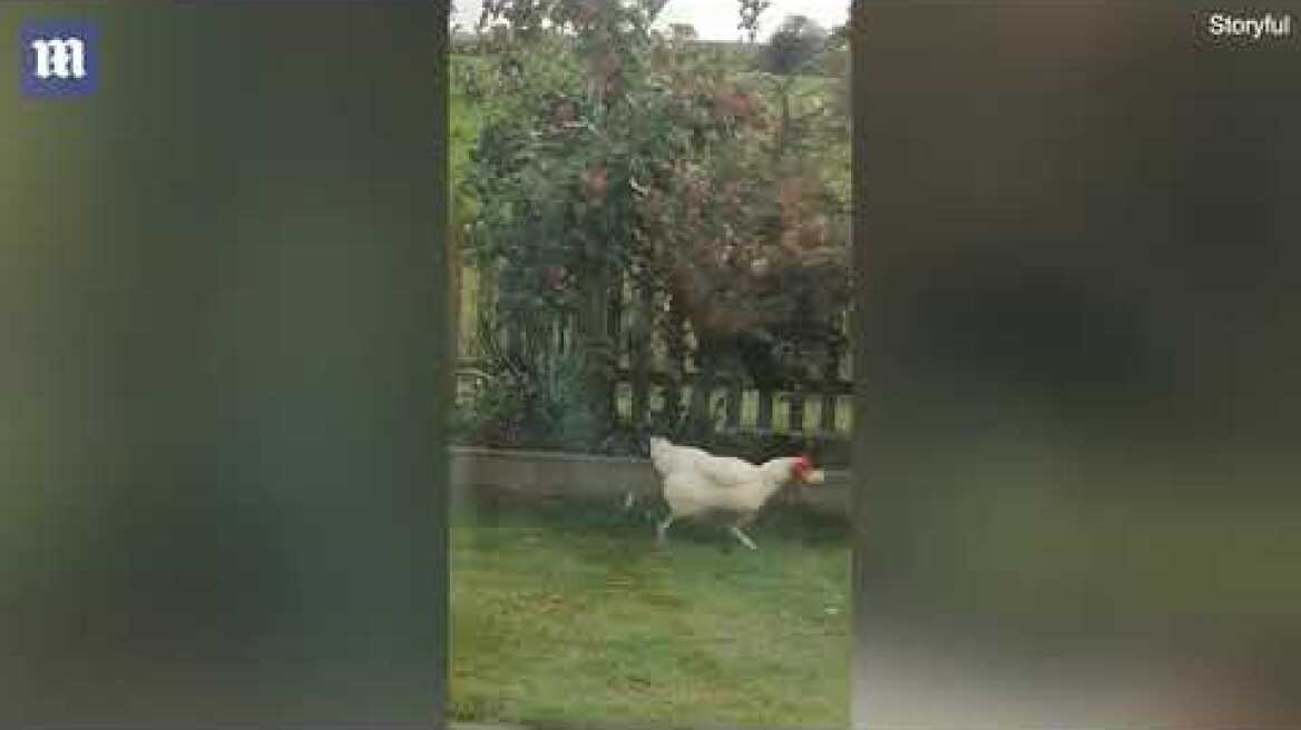 Κοτόπουλο άρχισε τα άλματα για να φάει ένα μήλο