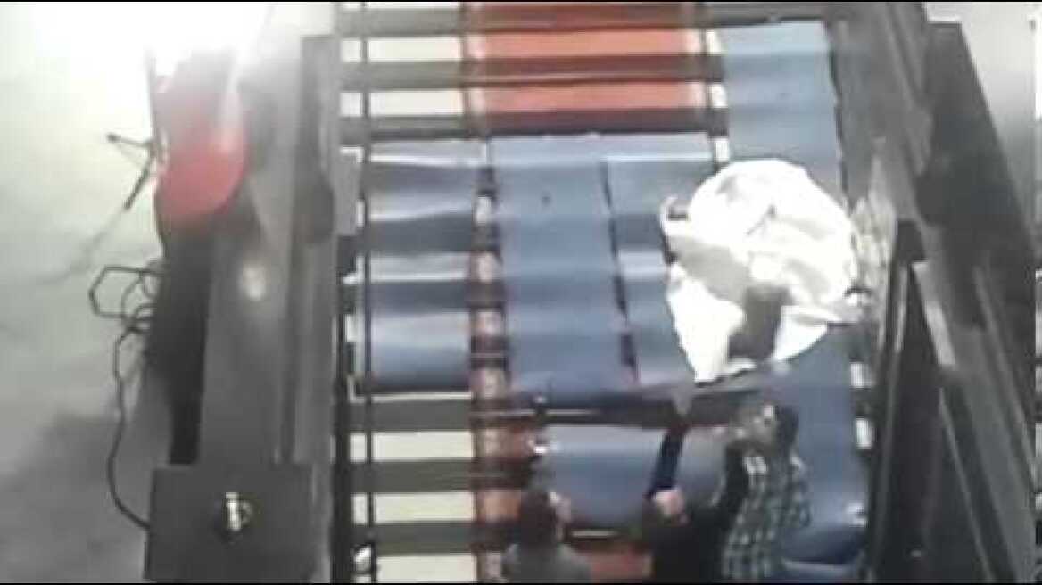 Jan fabre tosses cats in the air for art.