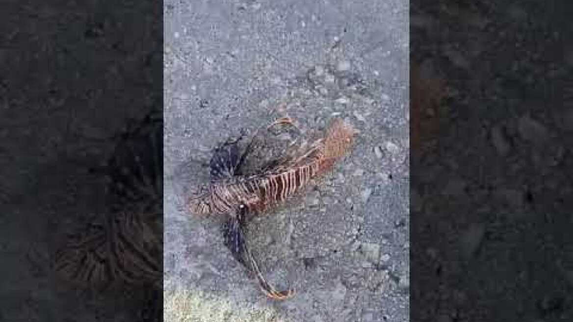 Λεοντόψαρο - Ενυδρείο Ρόδου