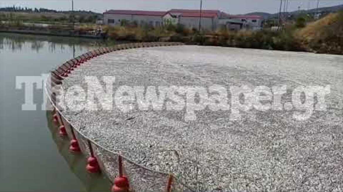 Το δίχτυ που τοποθετήθηκε στον Ξηριά για τα νεκρά ψάρια