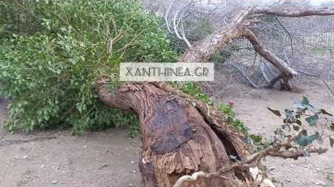 Πτώσεις δέντρων στην Ξάνθη από θυελλώδεις ανέμους