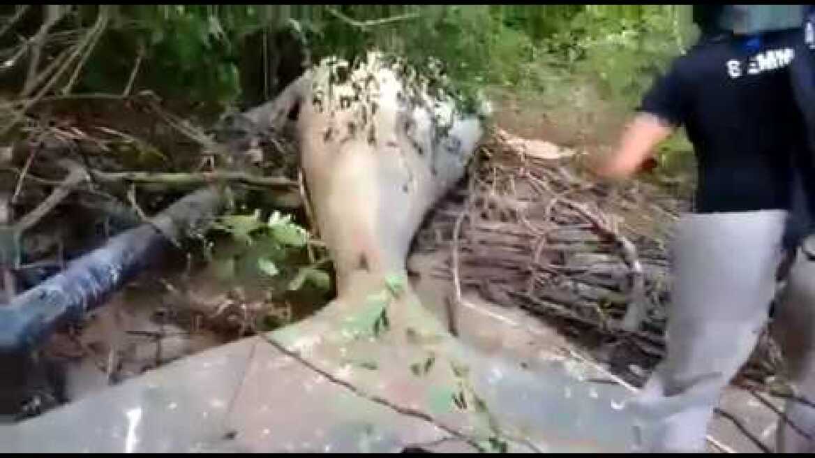Mystery as huge dead whale found in brazilian jungle 02/24/19