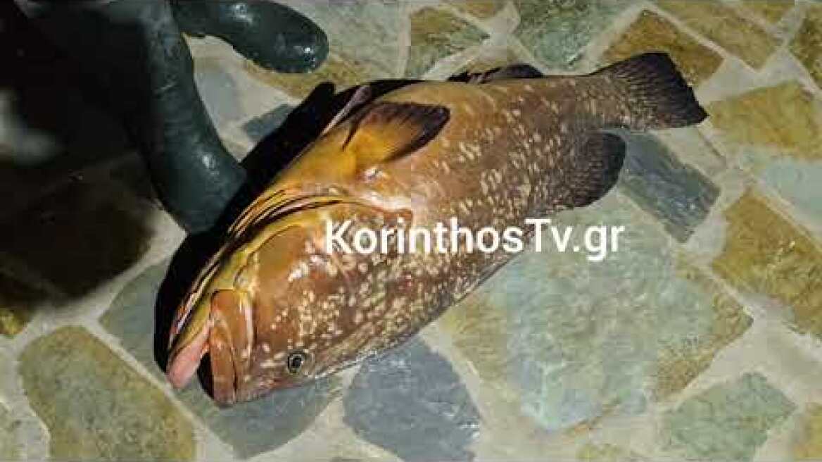 Ψάρεψαν ροφό-γίγα 20 κιλών στον Κορινθιακό
