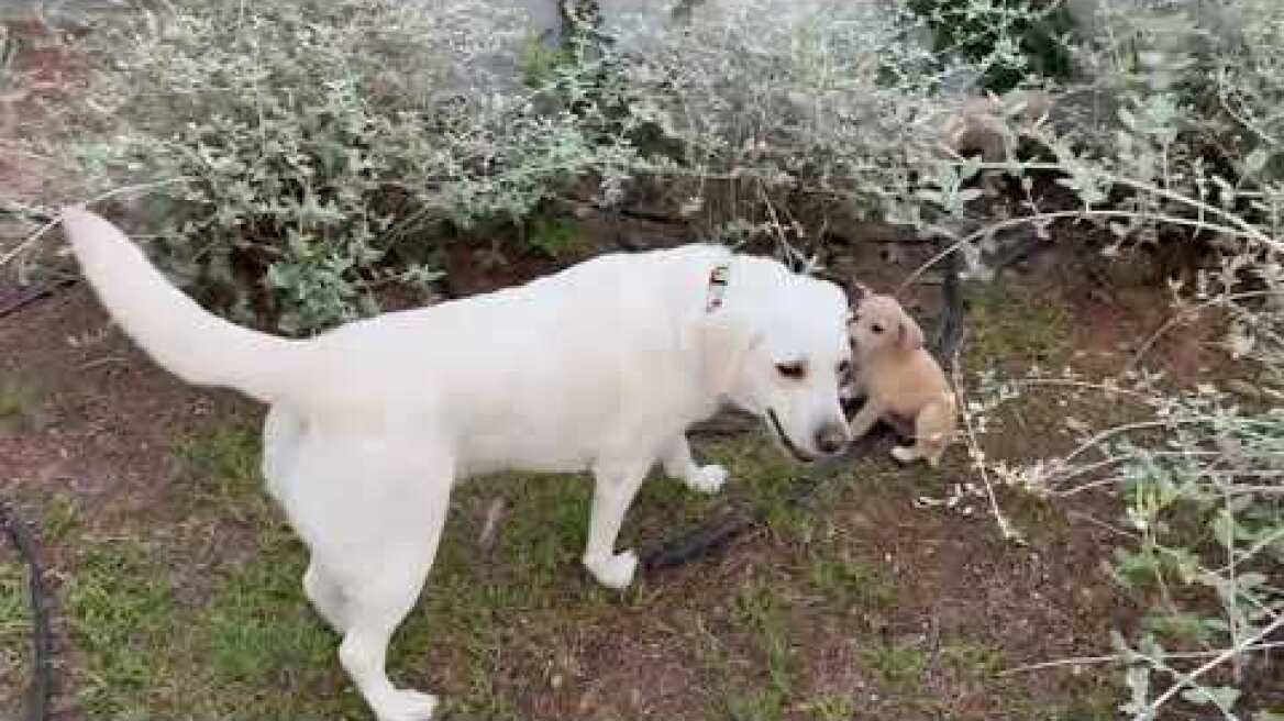 Λαμπραντοράκια