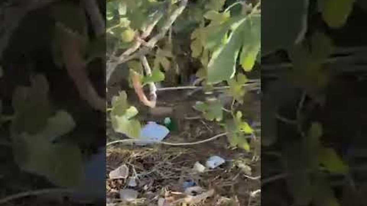 Ειδική αστυνομική επιχείρηση πραγματοποιήθηκε χθες (29-9-2026) το πρωί σε οικισμούς του Κορωπίου