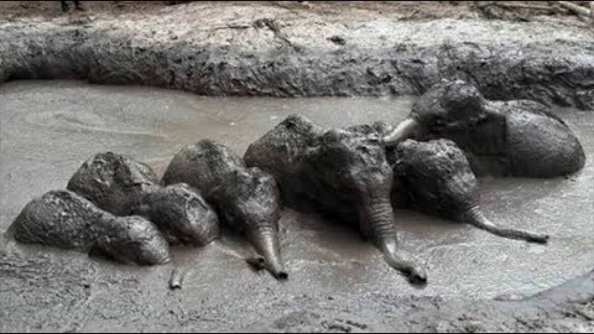 Herd of baby elephants rescued from mud pit in Thailand