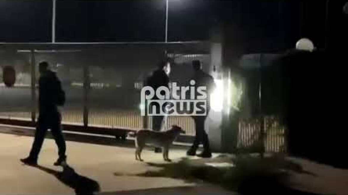 Φρίκη στα Λεχαινά: Σκυλιά κατασπάραξαν φύλακα συσκευαστηρίου - Τι είδε η ιατροδικαστής