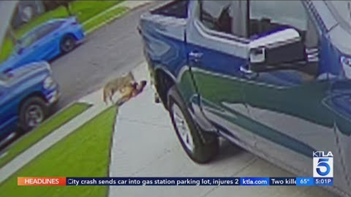 Coyote pounces on 4-year-old Carson boy in alarming attack caught on video