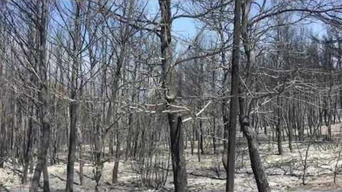Πρώην Βασιλικά διαδρομή από Βαρυμπόμπη 7/8/2021
