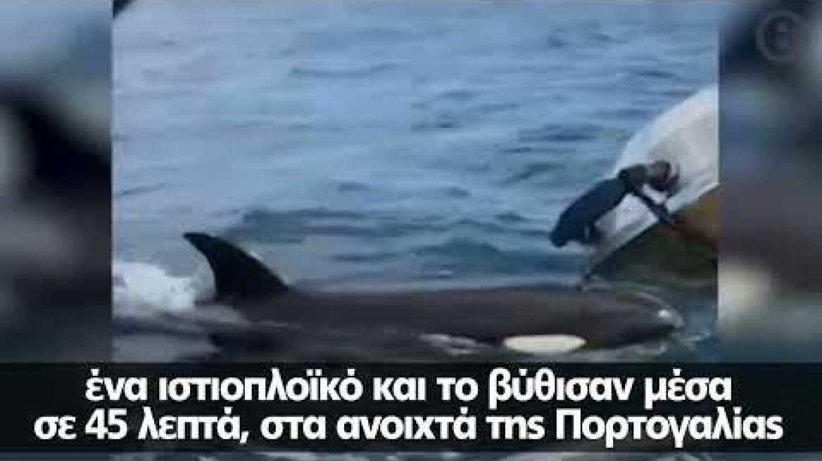 Η τρομακτική στιγμή που όρκες καταστρέφουν ιστιοπλοϊκό και το βυθίζουν