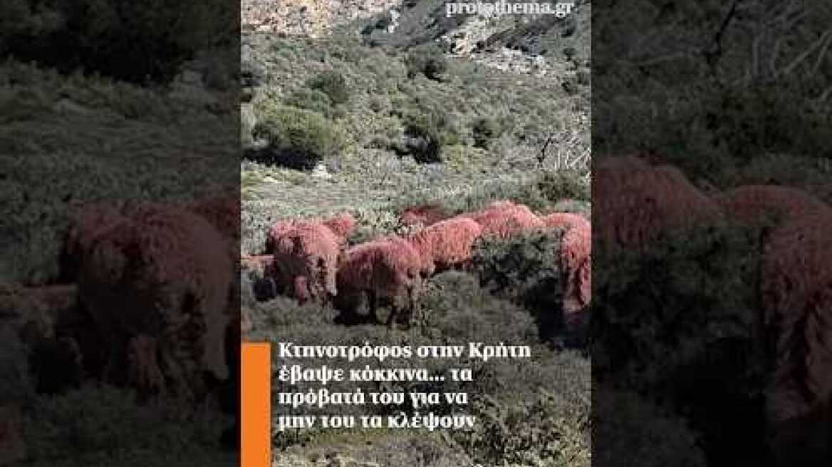 Κτηνοτρόφος στην Κρήτη έβαψε κόκκινα... τα πρόβατά του για να μην του τα κλέψουν