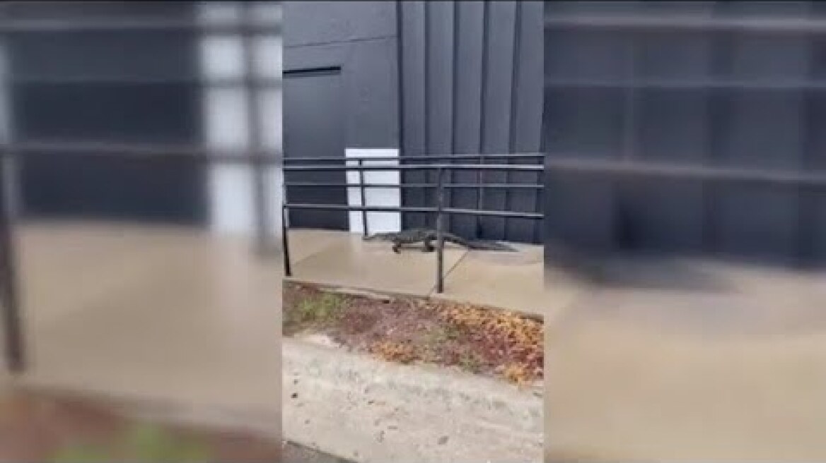 Gator finds its way to Lehigh Acres church, pastor invites it inside