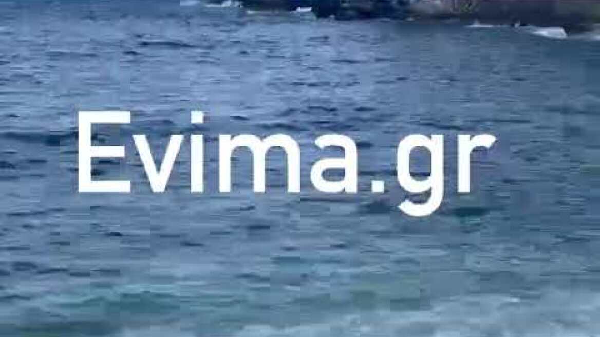 Παραλία στην Εύβοια γέμισε με ψόφια ψάρια 