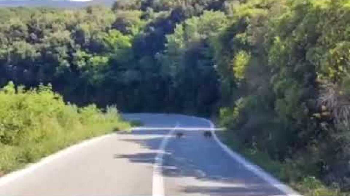 Ραψάνη αγριογούρουνα