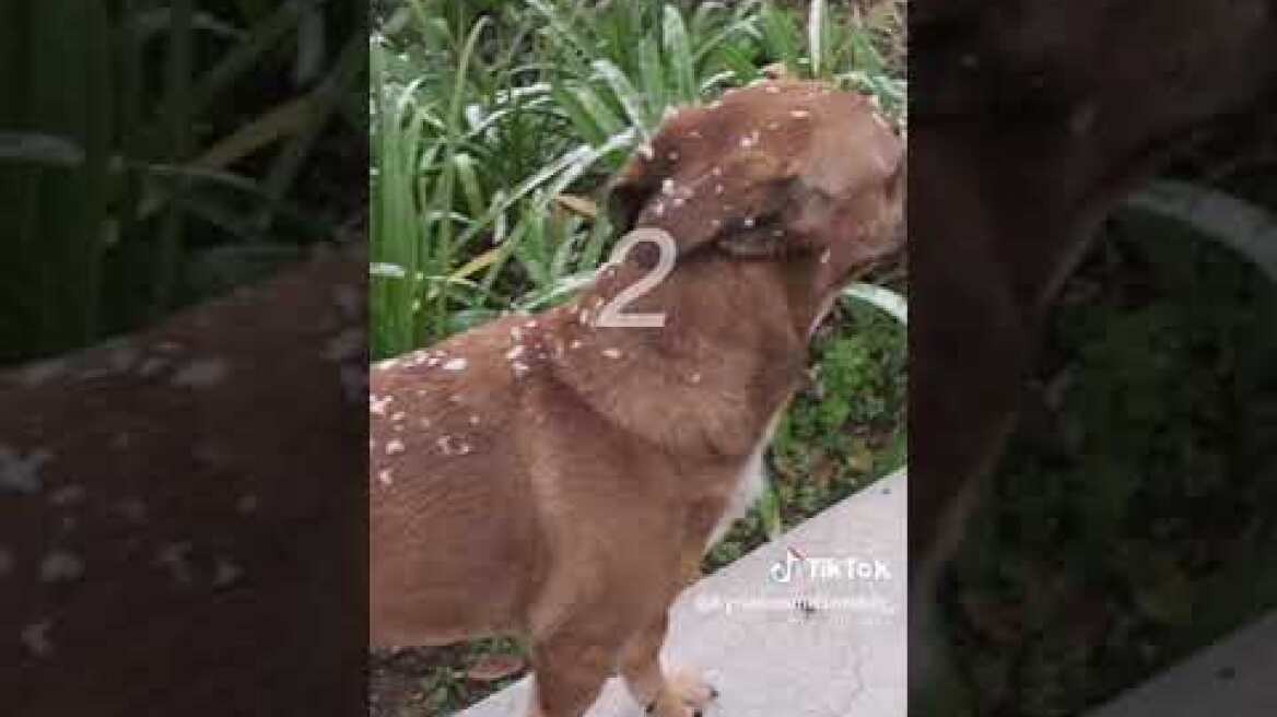 Μητσοτάκης με Πίνατ στο Tik Tok