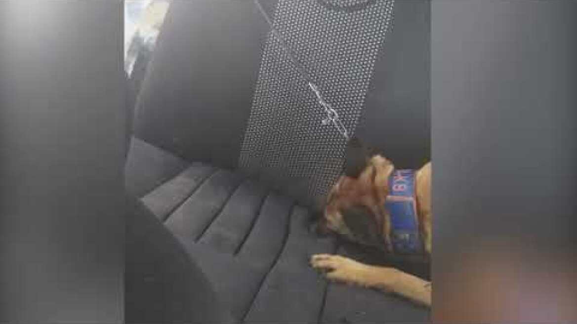 Εντοπισμός 15 κιλών ακατέργαστης κάνναβης